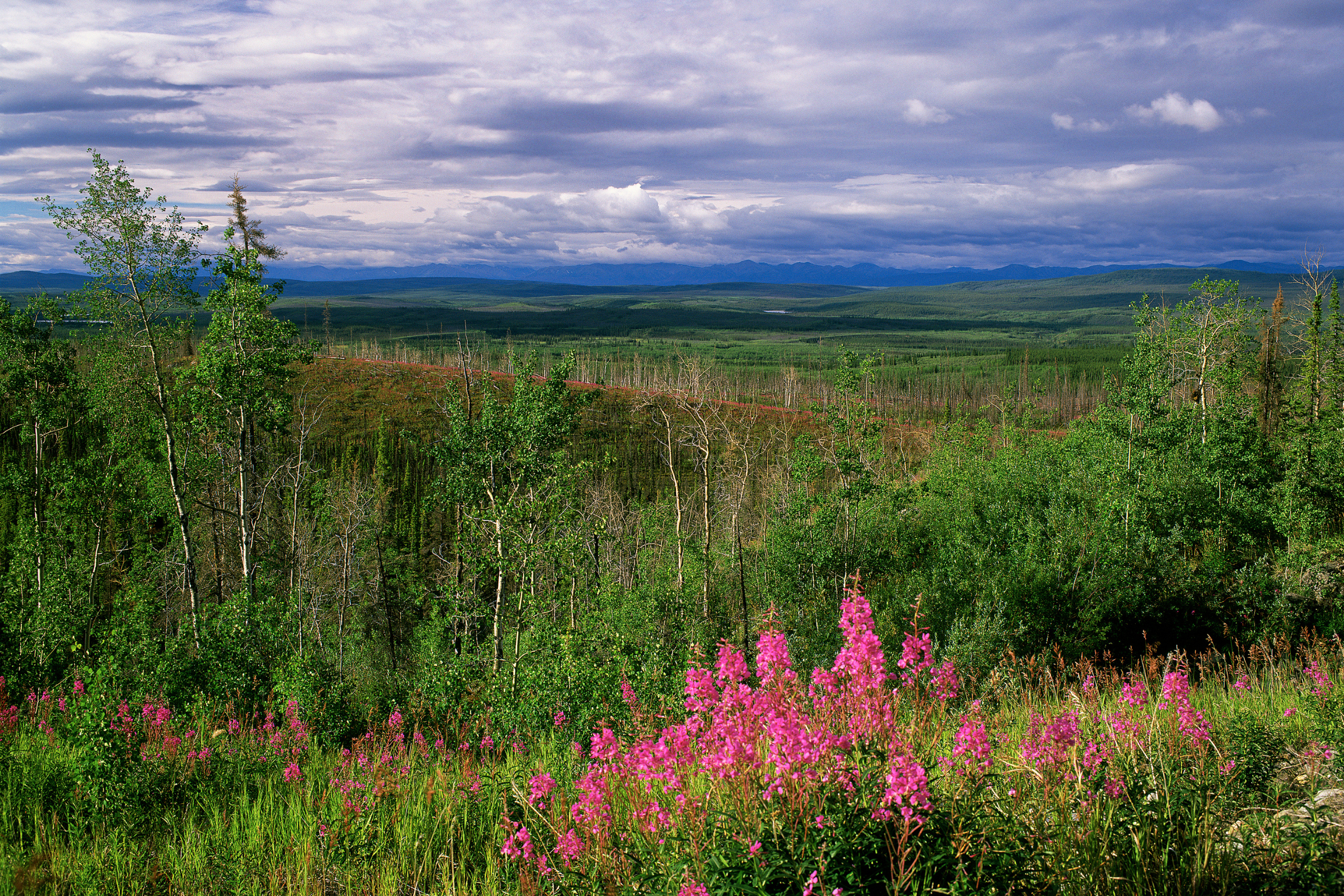 smoking hills, northwest territories (2).webp